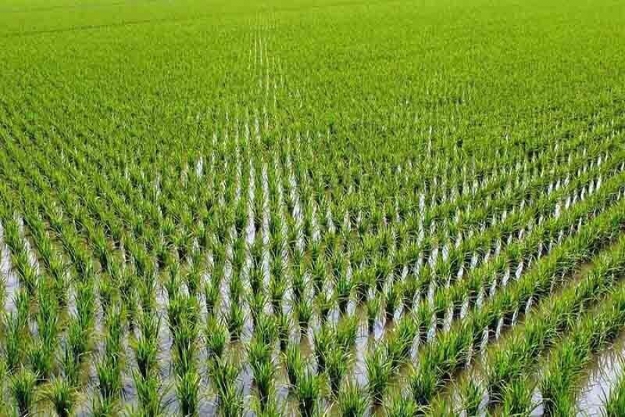 آمادگی اتاق اهواز جهت تامین شلتوک برنج